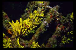 a part of a wreck in the adriatic.(francesca di rimini)ni... by Andy Kutsch 